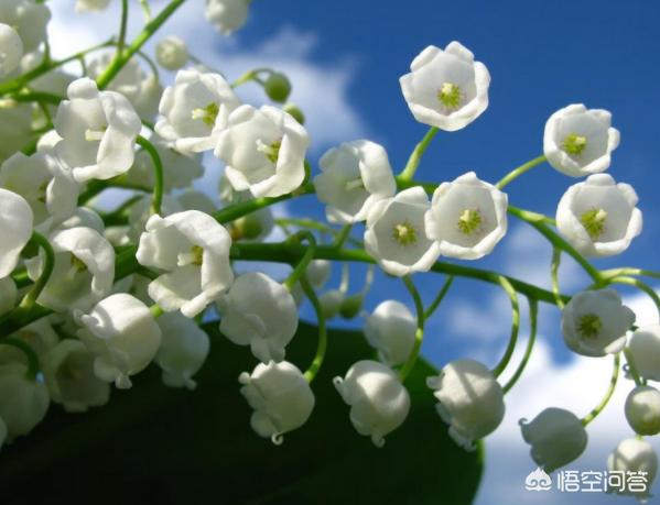 黄铃兰图片:铃兰花语图片 养铃兰花需要注意些什么？