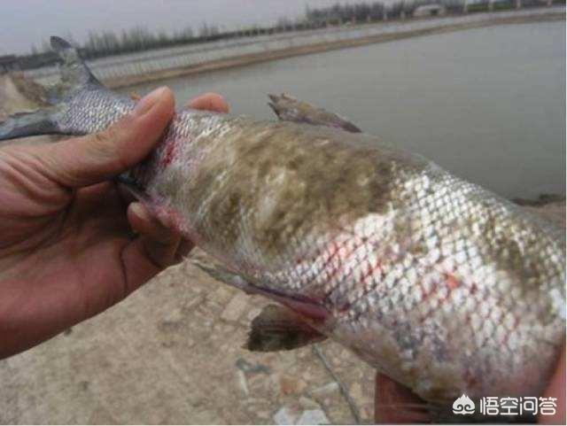 观赏水族疾病防治学:金鱼易得哪些疾病，该如何防治？