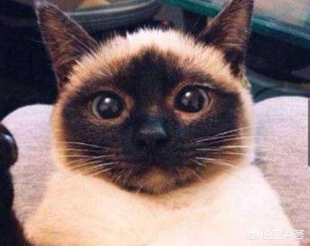 柯尼斯卷毛猫暹罗猫:柯尼斯卷毛猫掉毛吗，猫咪掉毛正常吗？ 柯尼斯卷毛猫和德文卷毛的繁育