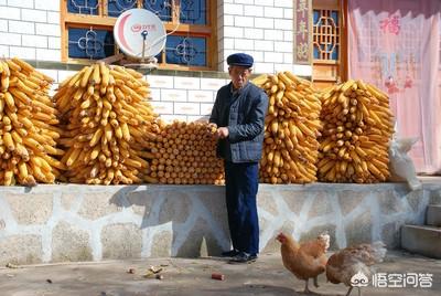 幼小黄鼠狼吃什么长大:黄鼠狼的习性与食物 请问果园养鹅，怎么防范黄鼠狼？