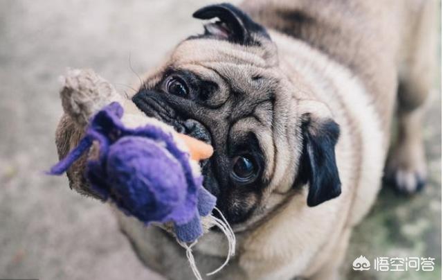 八哥犬图片:买巴哥犬时，哪几种巴哥犬白送都不能要？