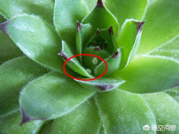 金弹子介壳虫怎么治:桂花、紫薇和果树上有盖壳虫怎么杀灭？