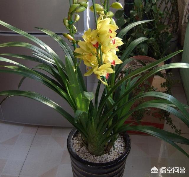 九子大花蕙兰图片大全:种植大花蕙兰对环境，温度以及水分有怎样的要求标准？