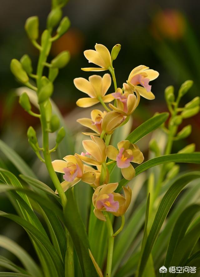 九子大花蕙兰图片大全:种植大花蕙兰对环境，温度以及水分有怎样的要求标准？