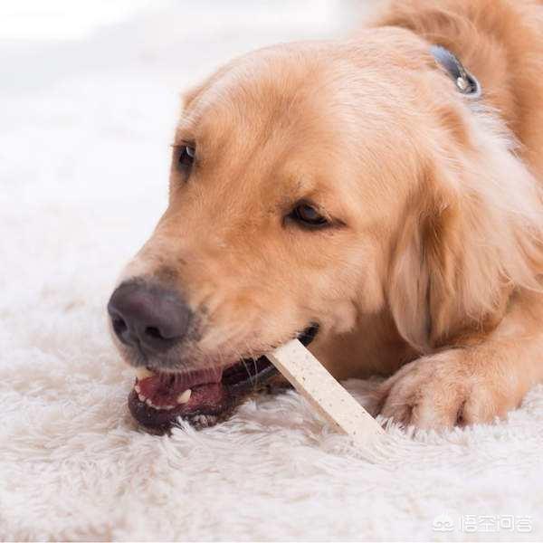 最好的家庭护卫犬:小型家庭护卫犬 哪些狗可以悍不畏死的保护自己的主人？为什么？