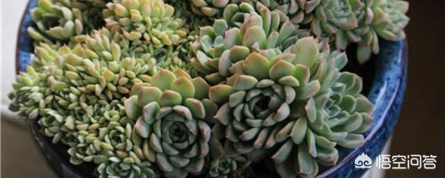 头条问答 晚霞多肉为什么叶片总发皱 蔷薇纷飞半城伤的回答 0赞