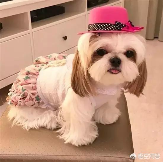 美女犬:怎么看待美女主播遛狗未栓绳，被一家三口殴打？