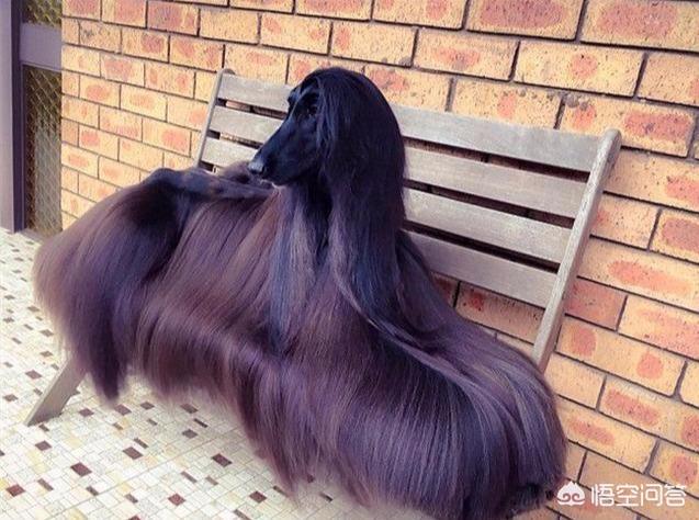 美女犬:怎么看待美女主播遛狗未栓绳，被一家三口殴打？