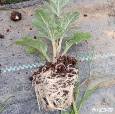 天人菊小苗摘心:如何养菊花，能又矮又壮？