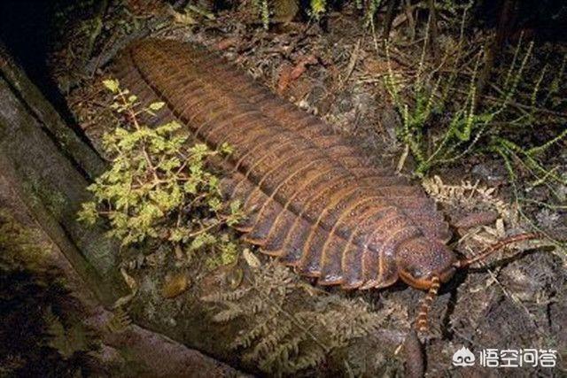 巨型海蜘蛛有哪六种:巨型海蜘蛛是什么 石炭纪的巨虫跟星河战队的外星虫一样巨大又凶猛、残忍、恐怖吗？