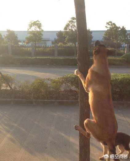巴仙吉犬智商:爬树最厉害的狗狗有哪些呢？ 巴仙吉犬图片