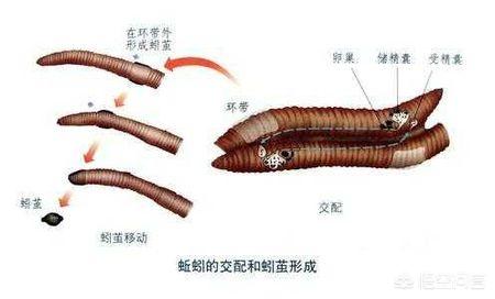 人类繁殖的方式太恶心了，科学家曾研究人类的单性繁殖，现如今结果怎么样了