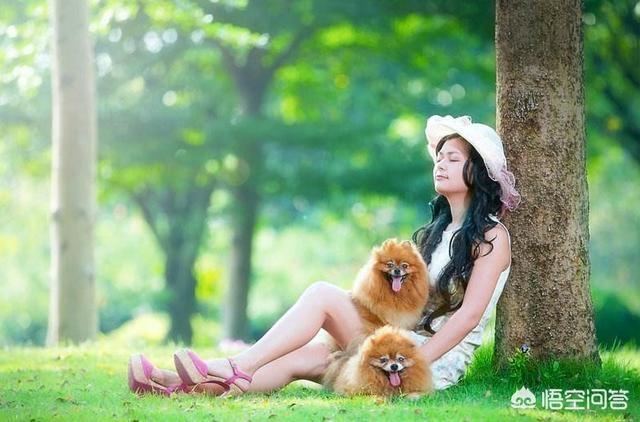 皇朝博美犬舍游戏在线玩:蝴蝶犬与博美犬，一样是玩具犬，为什么养前者的人数却很少？