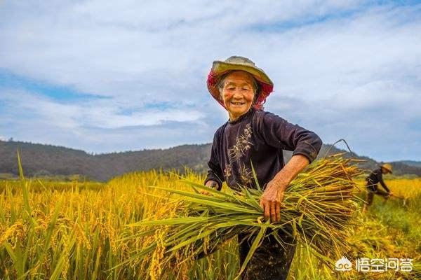 禾仕嘉 狗你好:云南优质稻种有哪些推荐？ 禾仕嘉旗舰店