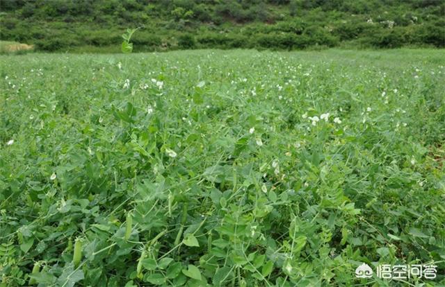 头条问答 豌豆栽培如何进行田间管理 需注意哪些细节提高产量 荔浦青山的回答 0赞