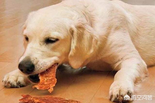 南都 狗接飞盘:狗狗如何正确的与犬主“玩”，我们做对了吗？