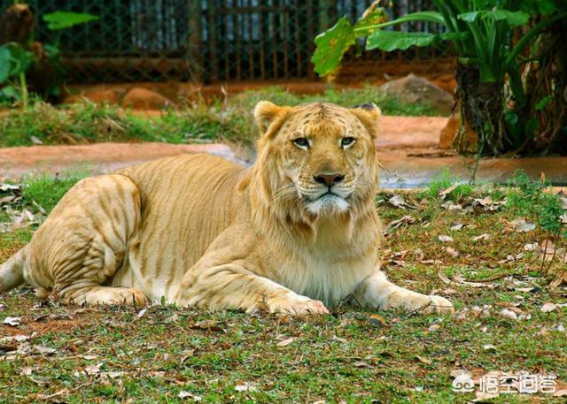 世界上人造跨物種雜交動物,獅虎獸常見,聽說過鯨豚嗎?你怎麼看?