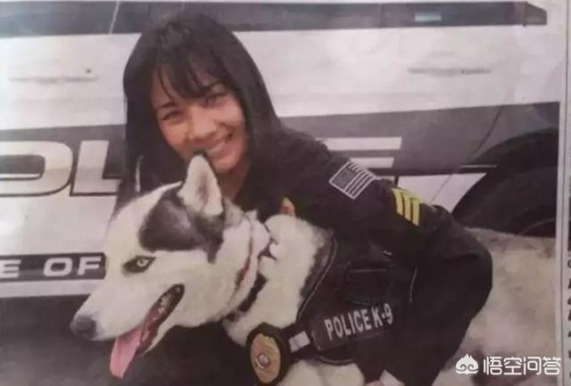 雪橇犬哈士奇能看家吗:你认为哈士奇适合当警犬吗？为什么？