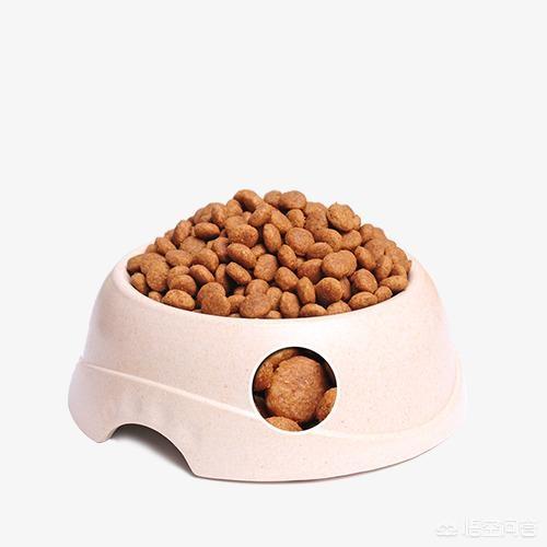 阿富汗猎犬多少钱:阿富汗猎犬多少钱一只 阿富汗猎犬为何被称为时尚界的宠儿？