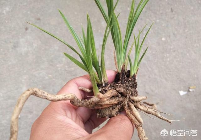 头条问答 - 鹿角榕怎么养?(7个回答)