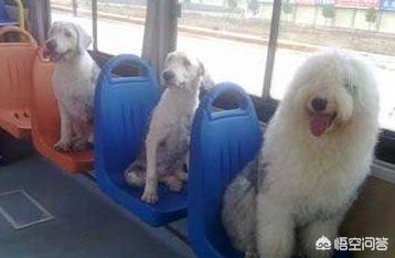 狗狗独自坐公交下车:为什么不能带狗狗坐公交车？