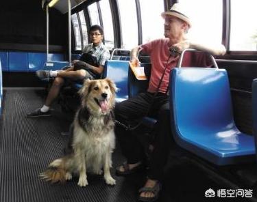 狗狗独自坐公交下车:为什么不能带狗狗坐公交车？