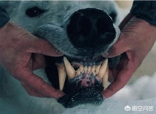 怎么训练狗把你当主人:把你当主人的狗狗，会让你碰什么？