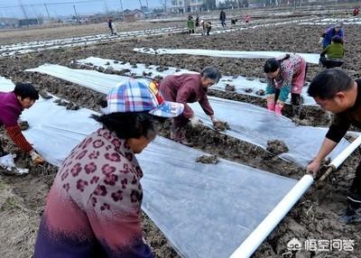 大冬瓜幼苗蚜虫怎么防治:我养的花长蚜虫了，怎么驱除？
