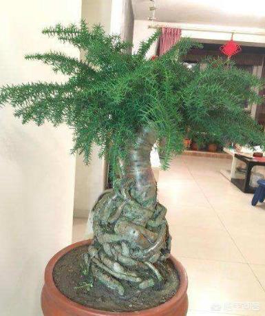 花卉南洋杉类观赏盆裁:盆栽澳洲杉可以在室外越冬吗？要注意什么？
