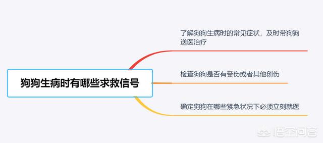 成都出售纯种赛级圣伯纳幼犬:哪里可以买到纯种的卡斯罗幼犬？