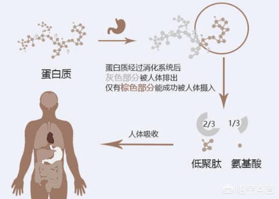 真假蛋白质的变瘦阳谋，减肥肉变松了是蛋白质补充得不够吗