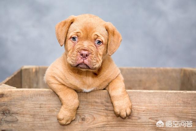 萨摩犬佝偻病症状:萨摩耶犬有什么易犯疾病？