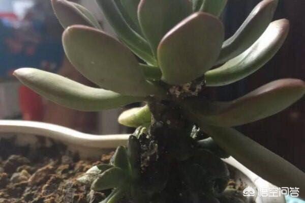黑色介壳虫怎么根除:杏树介壳虫怎么根除 阳台上种的幸福树叶上长黑色虫子咋处理？