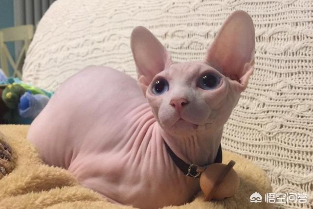 斯芬克斯猫加热:你见过长相最奇怪的猫长什么样？ 斯芬克斯猫真的好烦人