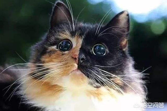 斯芬克斯猫加热:你见过长相最奇怪的猫长什么样？ 斯芬克斯猫真的好烦人
