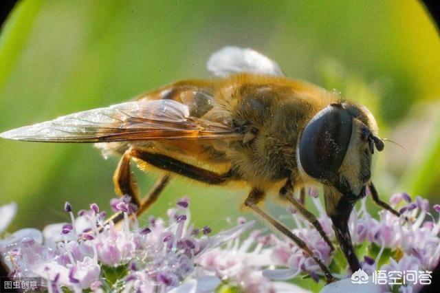 没有蜜蜂水果会消失吗，养蜂人迁徙后，没有归巢的蜜蜂会如何