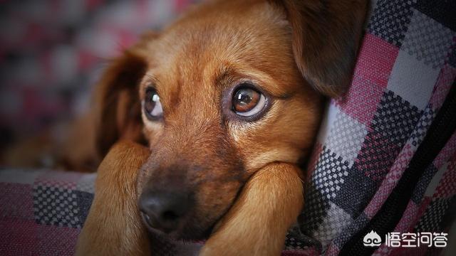 狗狗充满了我的子宫全文免费阅读:为什么要给狗狗做节育手术？在狗狗的心理上造成的压力大吗？