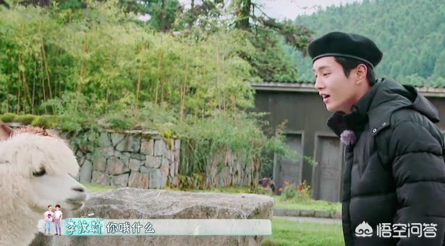 如何看李汶翰在《一路成年》中和羊驼的互动？