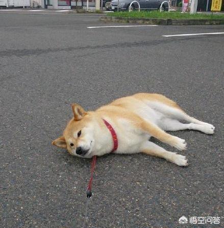 衡阳广西土猎犬网:我国还有多少只纯种的广西土猎狗？为什么？