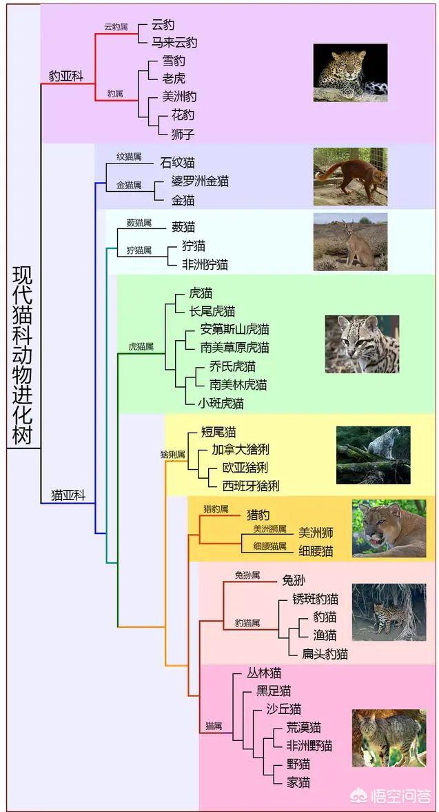 动物祖先大全图片