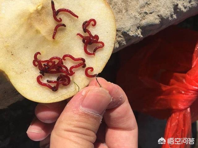 红虫是什么的幼虫,虾池出现红虫是好事还是坏事？