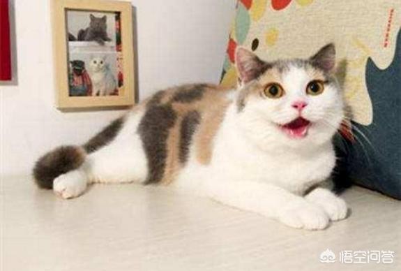 漫画甜蜜猫猫:猫咪和漫画之间，你会选择谁呢？为什么？