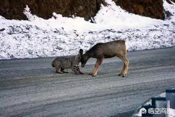 金猫和狞猫:鼬科动物会对猫科动物构成威胁吗？为什么？