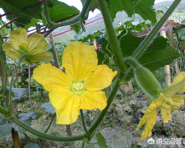 悟空问答 冬瓜一般开花多少天后就可以成熟采摘 怎么判断冬瓜成熟了 10个回答