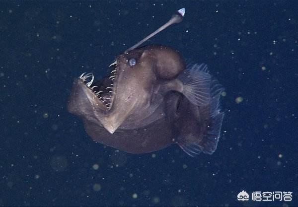 海底9万米有多恐怖，深海一万米以下的生物可以捕捉吗