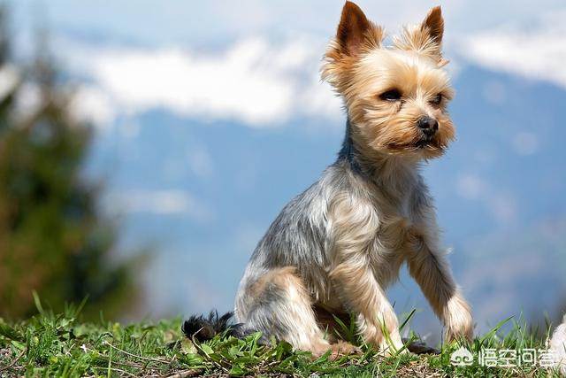 约克夏梗犬好养吗:看到不少人养约克夏了，约克夏犬有什么优点吗？ 约克夏属于梗犬吗