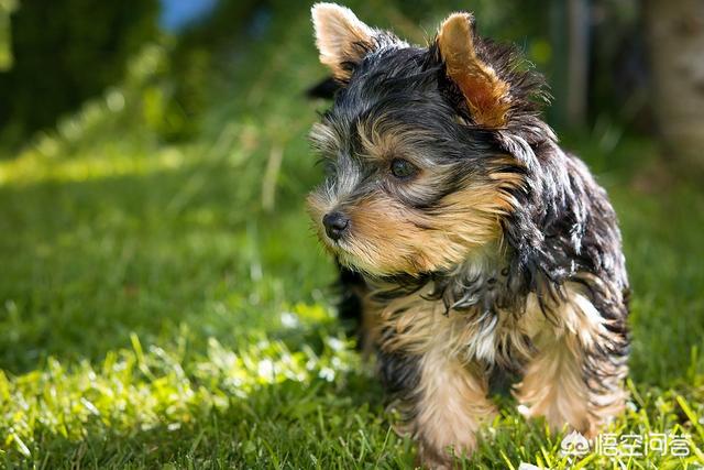 阿富汗猎犬图片价格幼犬:有什么常见的宠物犬的价格是比较昂贵的吗？