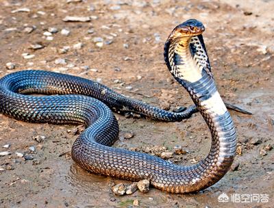神农架五节蛇:在农村的山上遇到头部是三角形的蛇，是不是都是毒蛇呢？