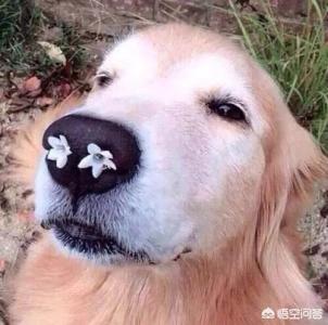 狗社 官图:狗狗鼻子发干是什么原因？
