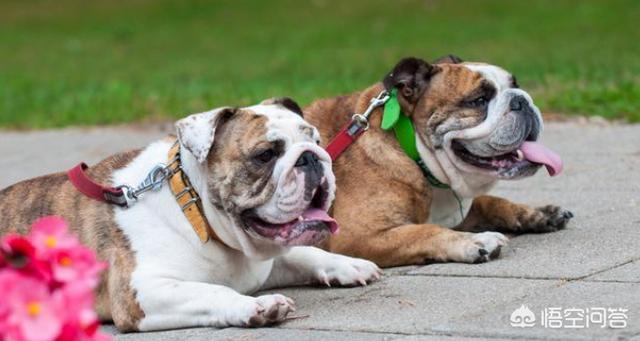 英斗犬:英国斗牛犬好不好养，有什么优缺点吗？